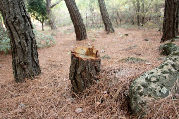 Tree and Shrub Care in Highland Village, TX